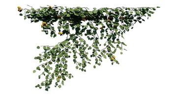 pianta e fiore vite verde edera le foglie tropico impiccagione, arrampicata isolato su trasparente sfondo foto
