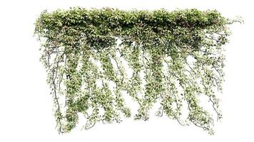edera e fiore vite verde pianta le foglie tropico impiccagione, arrampicata isolato su bianca sfondo foto