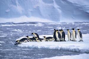 imperatore pinguini, aptenodytes forsteri, immersione nel il acqua vicino il Tedesco neumayer antartico stazione, atka baia, weddell mare, Antartide foto