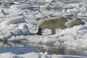 femmina polare orso, ursus marittimo, trascinamento un' inanellato sigillo, pusa hispida o foca ispida, e accompagnato di Due cuccioli, svalbard arcipelago, barents mare, Norvegia foto