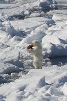 polare orso cucciolo, ursus marittimo, mangiare su un' carcassa di un' braccato inanellato sigillo, pusa hispida o foca ispida, svalbard arcipelago, barents mare, Norvegia foto