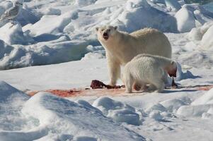 femmina polare orso, ursus marittimo, con gemello cuccioli mangiare un' braccato inanellato sigillo, pusa hispida o foca ispida, svalbard arcipelago, barents mare, Norvegia foto