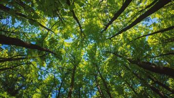 ai generato foresta alberi Visualizza a partire dal sotto in il cielo. natura verde legna luce del sole sfondi foto