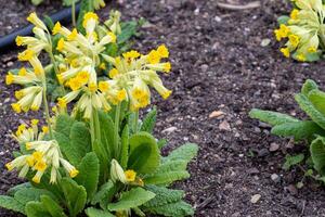 giallo primula fiore, primula veris. fioritura primavera fiori. foto