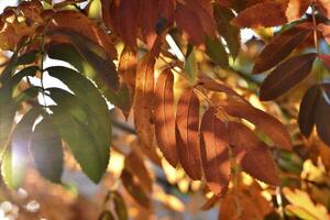 giallo-verde-rosso le foglie di montagna cenere nel autunno nel il raggi di il ambientazione sole. bellissimo colorato autunno le foglie. foto