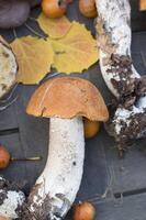 fresco boletus siamo sparpagliato su il tavolo, il autunno raccogliere di foresta funghi foto