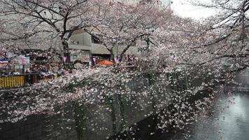 fiori di ciliegio bianchi. alberi di sakura in piena fioritura nel quartiere di meguro tokyo giappone foto