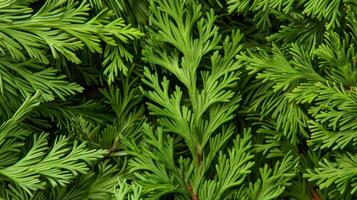 ai generato elegante monocromatico sfondo utilizzando verde thuja le foglie per profondità e raffinatezza. foto