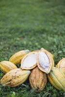 mucchio di cacao frutta baccelli su erba foto