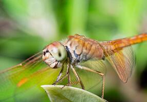 avvicinamento o macro foto di un' libellula. insetto foto. insetto vita nel natura arroccato su un' foglia. libellula specie. griglia fantasia occhi