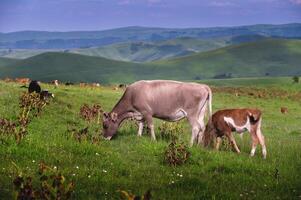 un' mucca e vitello pascolare nel un' prato su un' estate sera. naturale pascolo foto