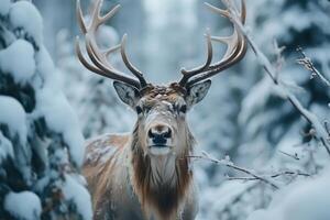 ai generato selvaggio animale tema. davanti Visualizza di cervo con corna nel nevoso foresta su inverno giorno, guardare a telecamera, avvicinamento foto