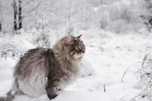 siberiano gatto seduta nel un' cumulo di neve. grigio soffice gatto guardare per il lato. animale domestico a piedi nel il inverno foresta. foto