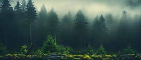 ai generato nebbioso misterioso pino foresta, bandiera foto