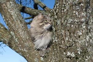 ritratto di un' gatto seduta su un' albero. soffice siberiano gatto con verde occhi nel il inverno fuori. foto