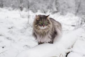 ritratto di un' gatto seduta nel un' cumulo di neve, avvicinamento. grigio soffice gatto di il siberiano razza guardare per il lato. animale domestico a piedi nel il inverno foresta. foto