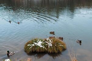 selvaggio anatre nuoto nel il lago nel inverno foto