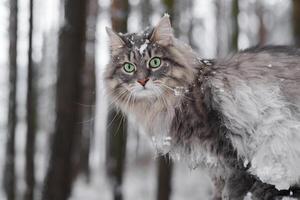 avvicinamento ritratto di un' gatto coperto con neve. siberiano gatto a caccia nel il inverno foresta. foto