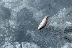 piccolo fresco pesce dire bugie su Ghiaccio, superiore Visualizza. inverno pesca presa, copia spazio foto