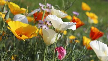 estate sfondo. fiori di eschscholzia californica o d'oro californiano papavero, tazza di oro, fioritura pianta nel famiglia papaveraceae foto