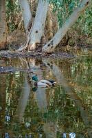 un' anatra nuotate a athalassa stagno nel Cipro contro bellissimo riflessi di albero abbaia nel il sfondo. foto