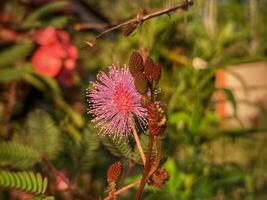 mimosa fiore, selvaggio fiore foto