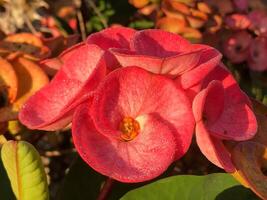 corona di spine, vicino su fiori fiori selvatici foto