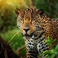 ai generato bellissimo e in via di estinzione americano giaguaro nel suo naturale habitat, panthera onca foto