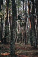 Esplorare sentul bogor spettacolare cascate e foresta sentieri. un' escursioni a piedi avventura con amici nel gunung pancar. sbalorditivo fotografia - meraviglioso Indonesia foto