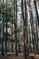 Esplorare sentul bogor spettacolare cascate e foresta sentieri. un' escursioni a piedi avventura con amici nel gunung pancar. sbalorditivo fotografia - meraviglioso Indonesia foto