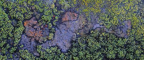 natura astratto, lichene muschio struttura su vecchio pietra sfondo foto