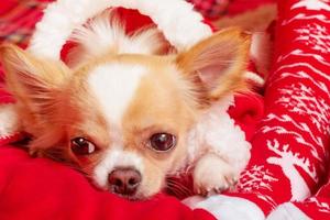 capodanno, natale e animali domestici. un cane chihuahua bianco giace su una coperta. foto