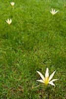 fiore giallo che sboccia in giardino foto