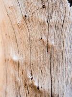 struttura della superficie del vecchio ceppo di legno foto