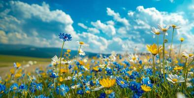 ai generato sognante blu e bianca fiori selvatici nel illuminata dal sole prato foto