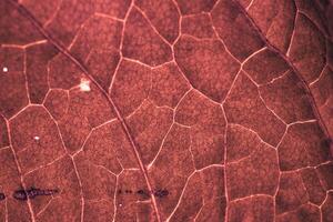 rosso foglia vene nel autunno stagione, rosso sfondo foto