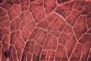 rosso foglia vene nel autunno stagione, rosso sfondo foto