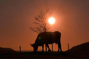 mucca silhouette nel il prato nel estate e tramonto sfondo foto