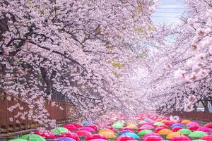 ciliegia fiorire nel primavera nel Corea è il popolare ciliegia fiorire visualizzazione macchiare, jinhae Sud Corea. foto