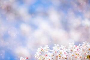 sakura fiori o ciliegia fiorire fiore di rosa colore su soleggiato sfondo. bellissimo natura primavera sfondo con un' ramo di fioritura sakura. foto