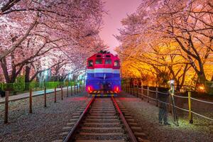 ciliegia fiorire e treno nel primavera a notte esso è un' popolare ciliegia fiorire visualizzazione macchiare, jinhae, Sud Corea. foto