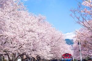 ciliegia fiorire e treno nel primavera nel Corea è il popolare ciliegia fiorire visualizzazione macchiare, jinhae Sud Corea. foto