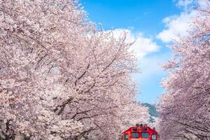 ciliegia fiorire e treno nel primavera nel Corea è il popolare ciliegia fiorire visualizzazione macchiare, jinhae Sud Corea. foto