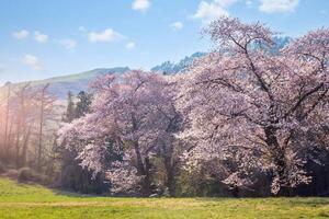 ciliegia fiorire alberi nel fioritura in giro yongbi lago nel seosan, Sud Corea. foto