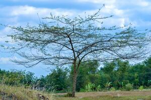 un' albero quello cresce nel un' turista la zona foto