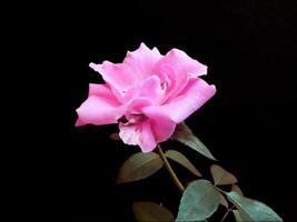 rosa rosa fiori isolato su nero sfondo foto