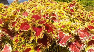 vicino su di rosso e giallo foglia coleus impianti nel il giardino foto