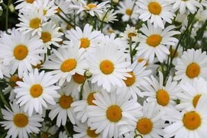 margherita fiori nel natura. bianca e giallo margherite siamo il simbolo di primavera. foto