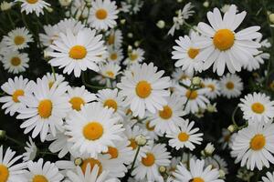 margherita fiori nel natura. bianca e giallo margherite siamo il simbolo di primavera. foto