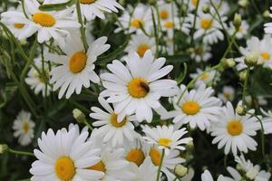 margherita fiori nel natura. bianca e giallo margherite siamo il simbolo di primavera. foto